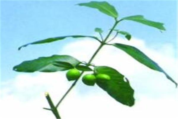 十大极品混沌灵根(混沌十大灵根排行榜)
