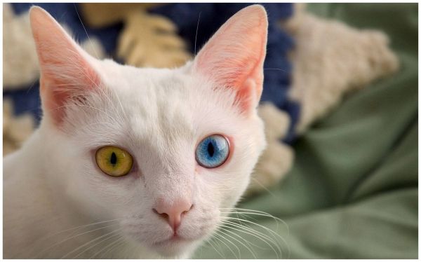世界十大最贵的猫（世界上最贵的猫前十名）