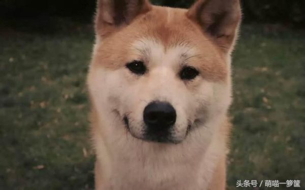 十大最护主的狗，最护主的狗狗排行前十