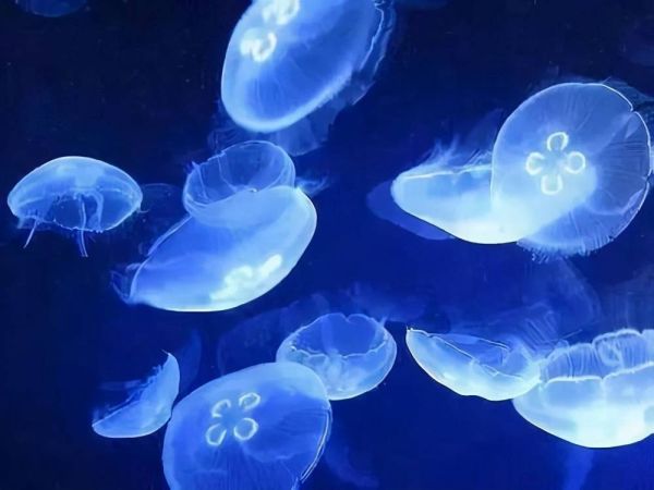 世界上十大仍存活的“活化石”古老物种(世界十大活化石动物盘点)