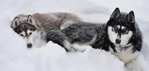 宠物狗排行榜前十名（全球最受欢迎的十大宠物犬排名）