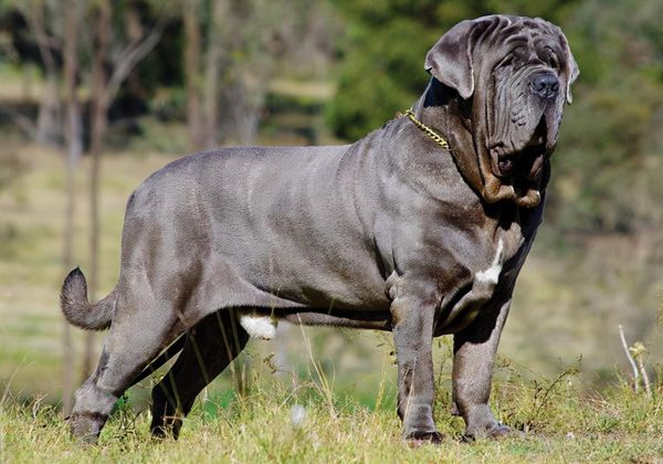 世界十大恶犬盘点（世上最凶猛的十大恶犬）