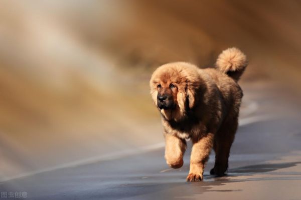 世界上十大名贵的狗，盘点世界最名贵的十大狗犬种排行榜