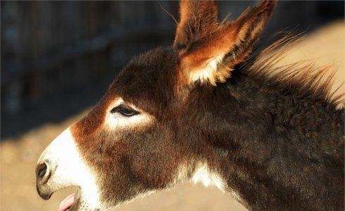 中国十大禁菜，让人感觉残忍血腥的10道菜