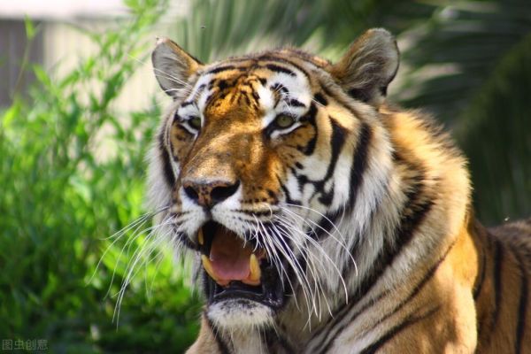 中国十大最强的老虎排名，盘点历史上最强大的10头虎王