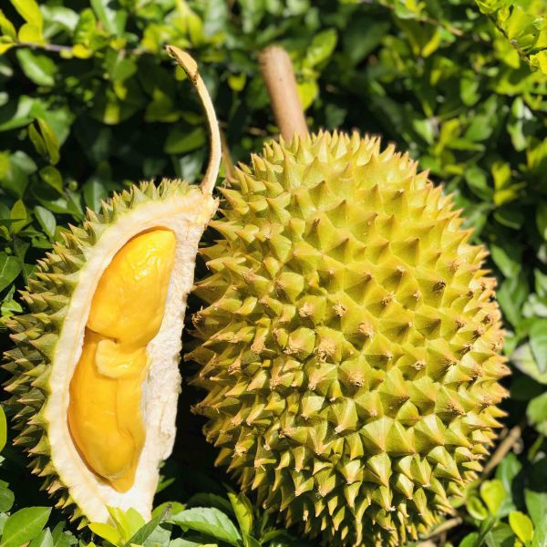榴莲品种十大排名（介绍榴莲的15个品种）
