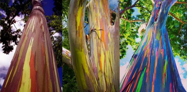 世界最漂亮的十大树(世界上最美丽的10种树) 世界最漂亮的十大树(世界上最美丽的10种树)