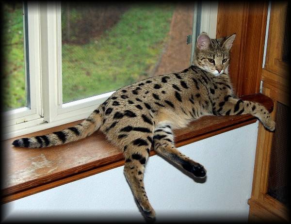 十大宠物猫排名最贵（10种全世界号称最贵的猫咪）