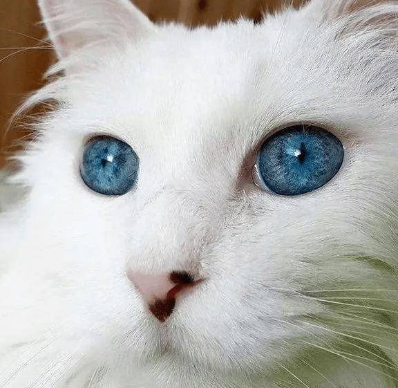 十大宠物猫排名,10种最受欢迎的宠物猫种类排行榜