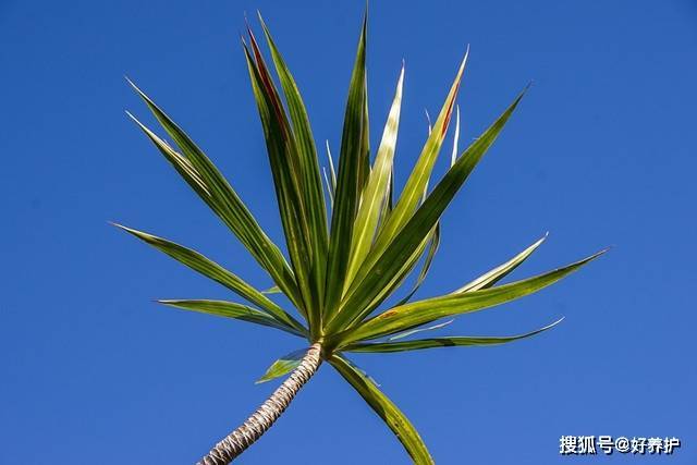十大净化空气植物，10种可以净化空气的室内绿植