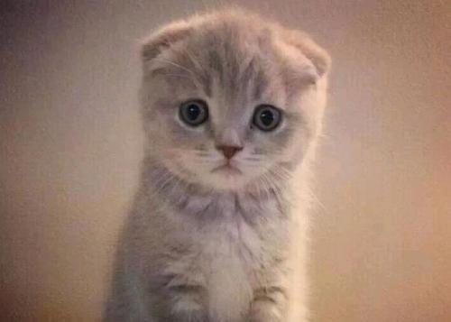 十大宠物猫排名最贵（10种全世界号称最贵的猫咪）
