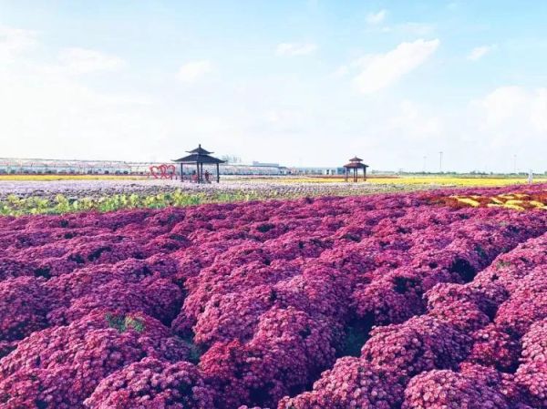 江苏盐城十大旅游景点（盐城十大著名旅游景点盘点）