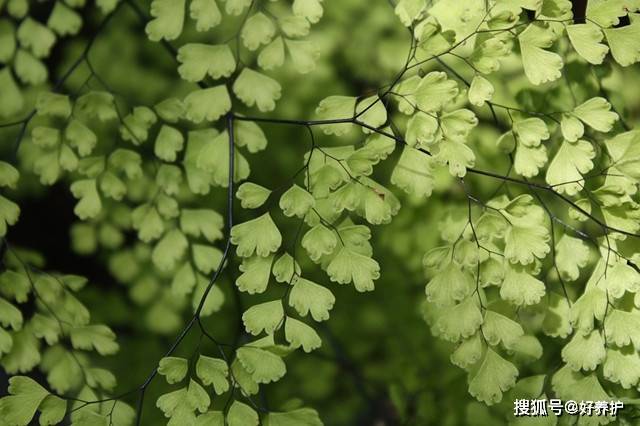 十大净化空气植物，10种可以净化空气的室内绿植