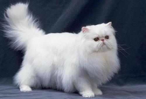 十大宠物猫排名最贵（10种全世界号称最贵的猫咪）