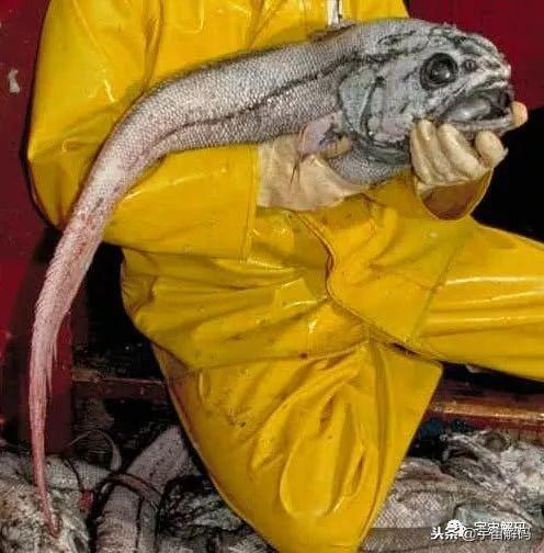 海洋十大最危险的生物，地球上最可怕的10种深海生物