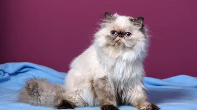 十大最昂贵的猫品种(世界上最贵的猫前十名)