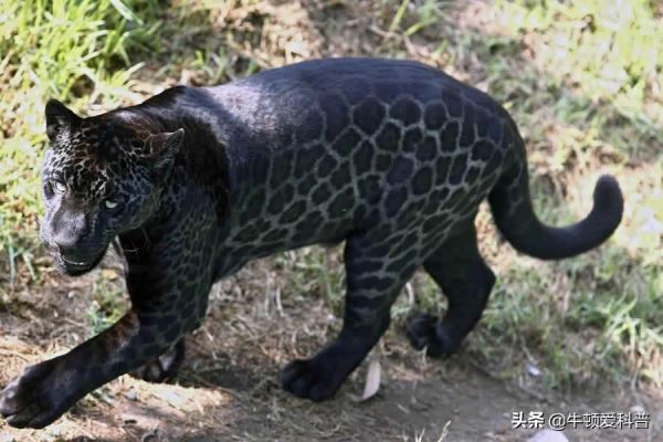 十大最强豹子排名（战斗力最强最凶猛的10种豹子）