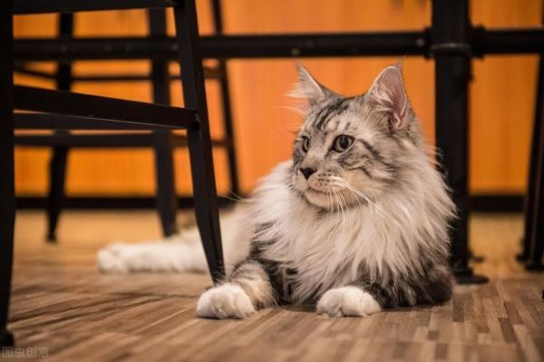 世界上十大最漂亮的猫排名（十大公认漂亮的猫品种）