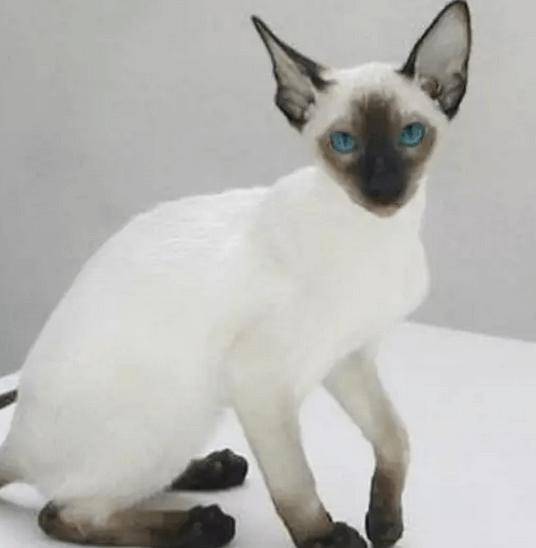 十大宠物猫排名,10种最受欢迎的宠物猫种类排行榜