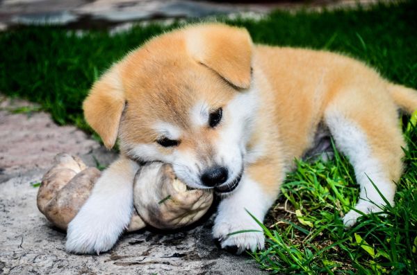 世界上十大名贵的狗，盘点世界最名贵的十大狗犬种排行榜