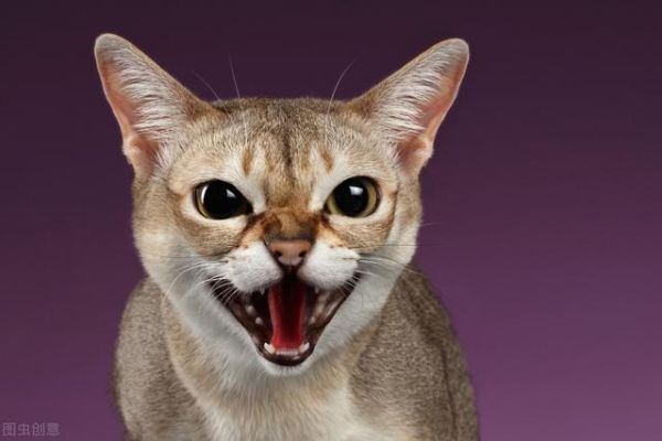 世界上十大最漂亮的猫排名（十大公认漂亮的猫品种）
