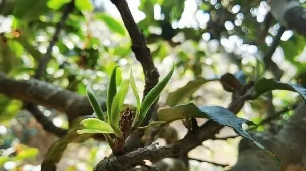 普洱茶十大名牌价格表(2022年价格最贵的十大普洱茶)