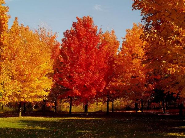 世界最漂亮的十大树(世界上最美丽的10种树) 世界最漂亮的十大树(世界上最美丽的10种树)