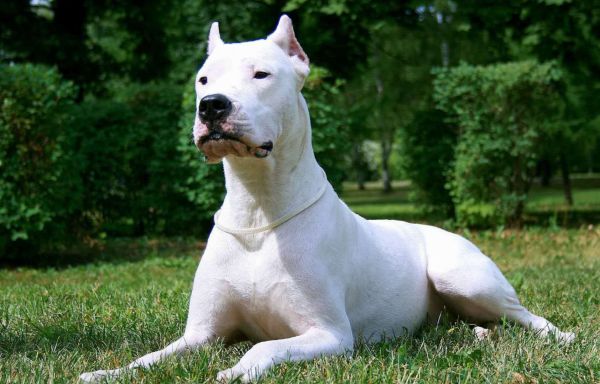 世界十大恶犬盘点（世上最凶猛的十大恶犬）
