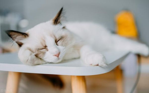世界上十大最漂亮的猫排名（十大公认漂亮的猫品种）