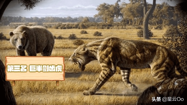 史前十大猫科动物（历史上10种最大的猫科动物）