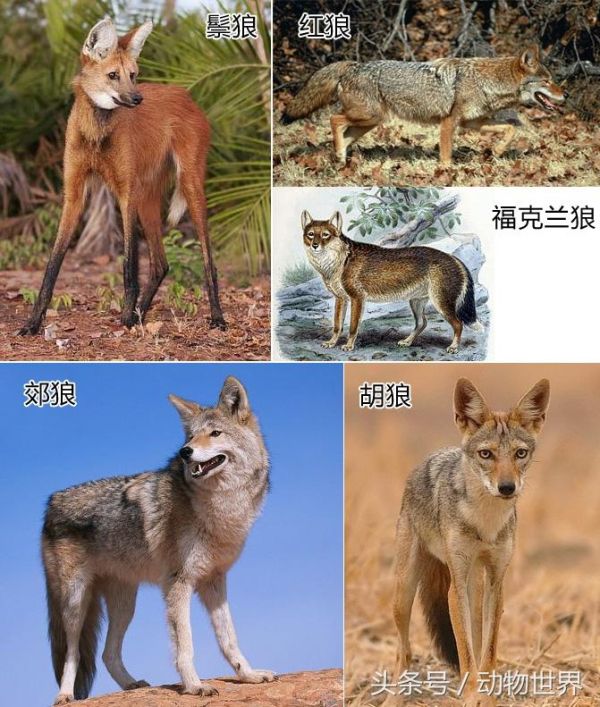 狼-全16个亚种 图文介绍