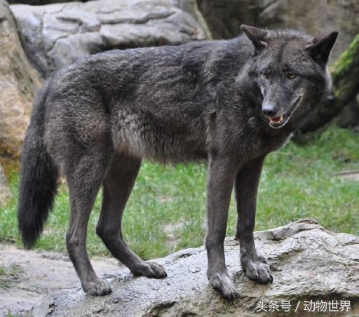 狼-全16个亚种 图文介绍
