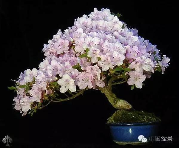 十大盆景名贵树种排名（世界十大金奖盆景排名）