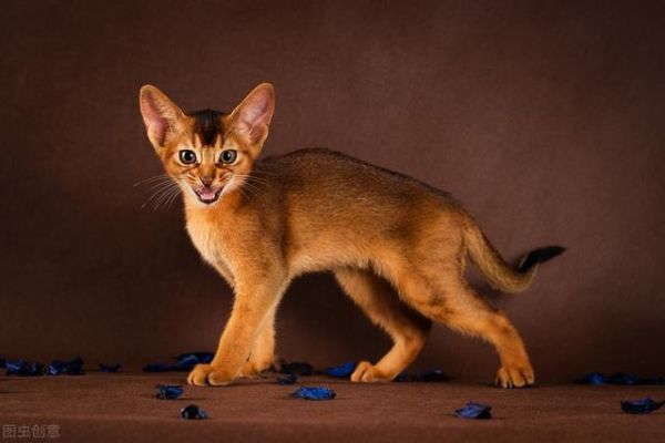 世界上十大最漂亮的猫排名（十大公认漂亮的猫品种）