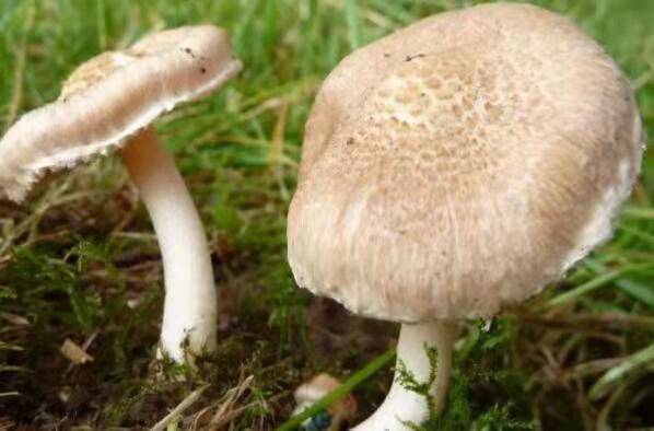中国十大毒蘑菇，这第一种蘑菇致死率达95%