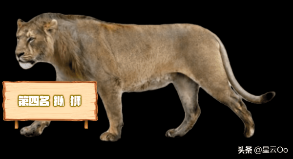 史前十大猫科动物（历史上10种最大的猫科动物）