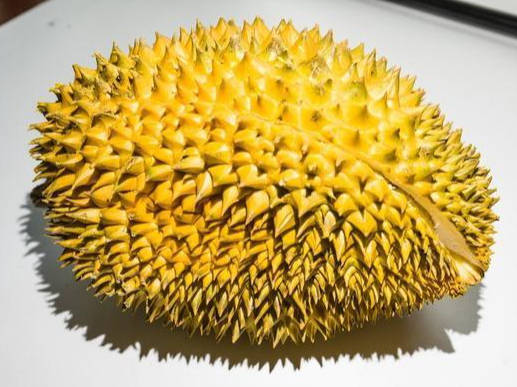 榴莲品种十大排名（介绍榴莲的15个品种）