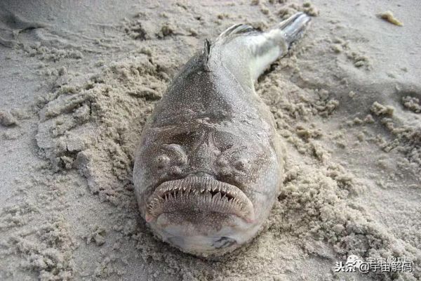 海洋十大最危险的生物，地球上最可怕的10种深海生物