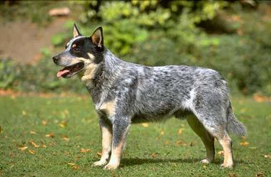 十大聪明犬排名（狗狗智商排行榜前十名）