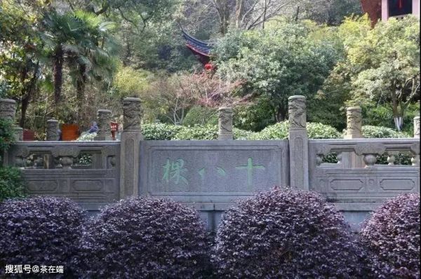 最贵的茶叶十大排名（10款中国最贵的茶叶）