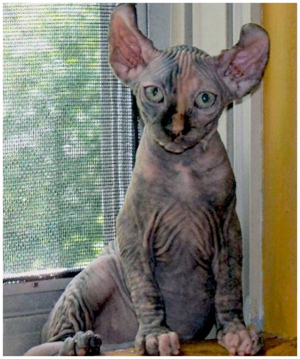 世界十大最贵的猫（世界上最贵的猫前十名）