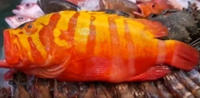 中国最贵的海鱼十大排名（10大名贵海鱼价格表）