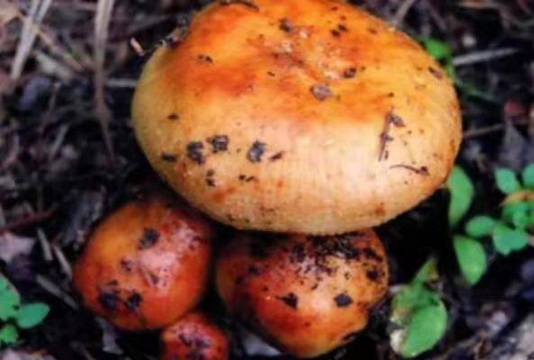 中国十大毒蘑菇，这第一种蘑菇致死率达95%