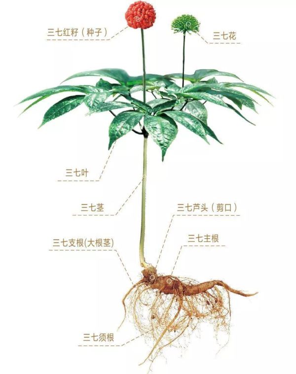 田七与三七有什么区别，他们的品种和功效一样吗？