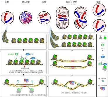 2020年度中国科学十大进展有哪些