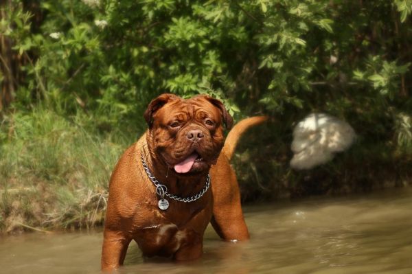 世界十大恶犬盘点（世上最凶猛的十大恶犬）