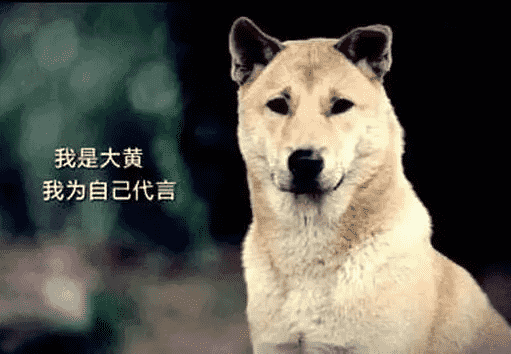 十大最忠心的狗，这10种狗对主人忠诚