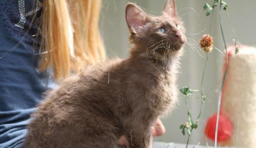 十大宠物猫排名最贵（10种全世界号称最贵的猫咪）