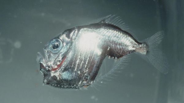 马里亚纳海沟十大恐怖生物（马里亚纳海沟发现的10种神秘生物）