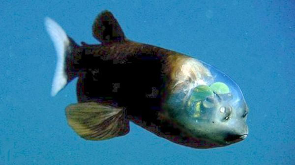 马里亚纳海沟十大恐怖生物（马里亚纳海沟发现的10种神秘生物）